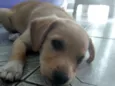 Bibi