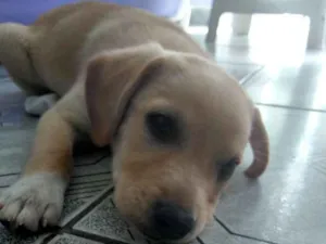 Cachorro raça Misturada com Labrador idade 2 a 6 meses nome Bibi