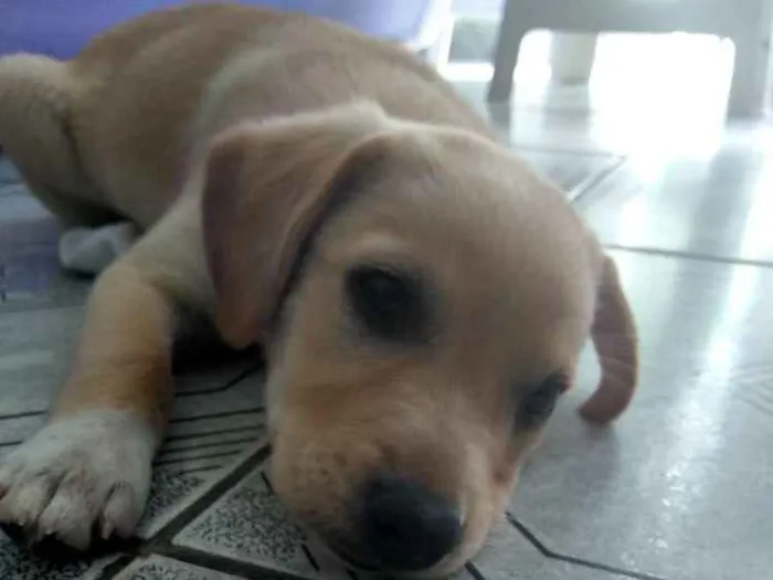 Cachorro ra a Misturada com Labrador idade 2 a 6 meses nome Bibi