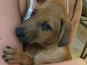 Cachorro raça vira lata idade Abaixo de 2 meses nome toby