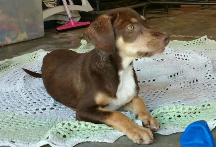 Cachorro ra a Chesapeake bay retriever idade 2 a 6 meses nome Sem nome