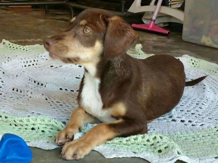 Cachorro ra a Chesapeake bay retriever idade 2 a 6 meses nome Sem nome