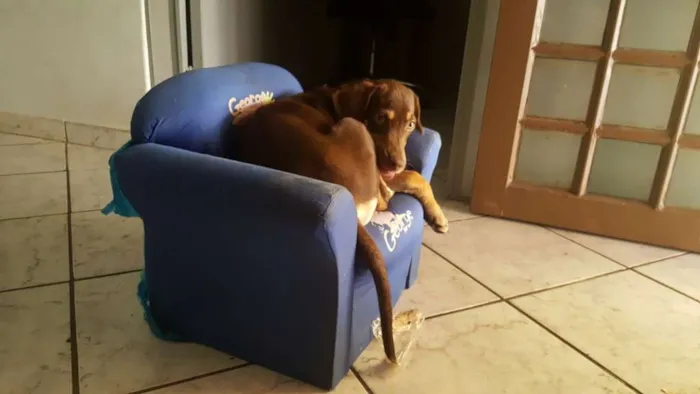 Cachorro ra a Chesapeake bay retriever idade 2 a 6 meses nome Sem nome