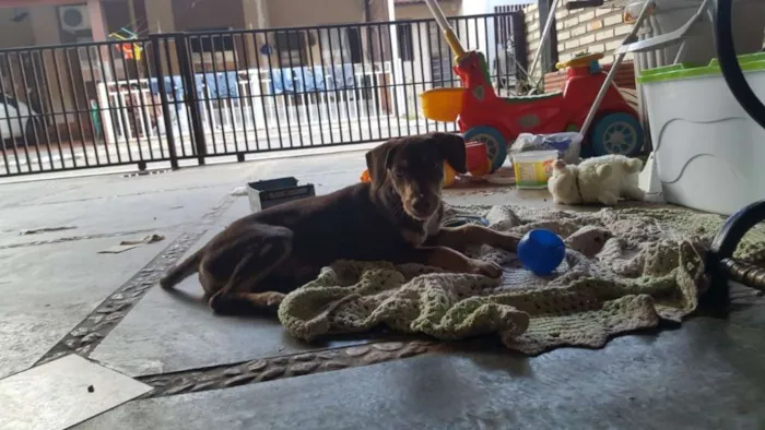 Cachorro ra a Chesapeake bay retriever idade 2 a 6 meses nome Sem nome