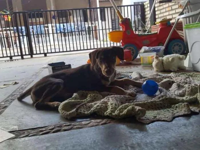 Cachorro ra a Chesapeake bay retriever idade 2 a 6 meses nome Sem nome