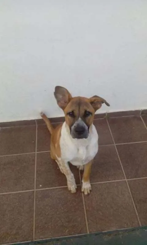 Cachorro ra a Fila idade 2 a 6 meses nome Pandora