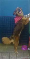 Pipoca