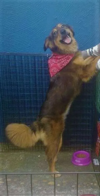 Cachorro ra a SRD idade 1 ano nome Pipoca