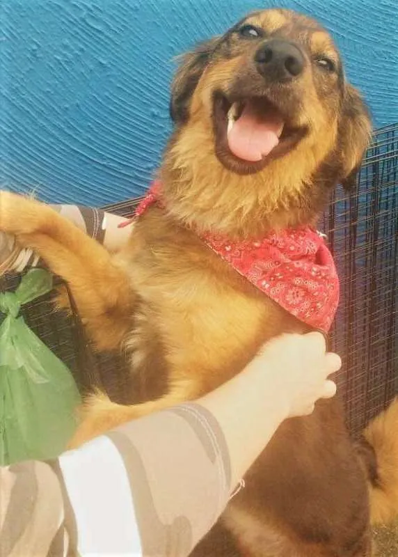 Cachorro ra a SRD idade 1 ano nome Pipoca