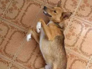 Cachorro raça Desconhecida idade 2 anos nome Stuart