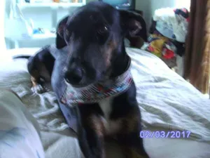 Cachorro raça Vira-Latas idade 2 anos nome Preta