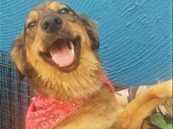Cachorro ra a SRD idade 1 ano nome Pipoca
