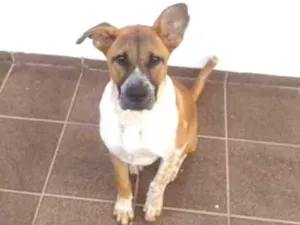 Cachorro raça Fila idade 2 a 6 meses nome Pandora