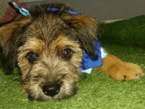 Cachorro raça SRD idade 2 a 6 meses nome sem nome 