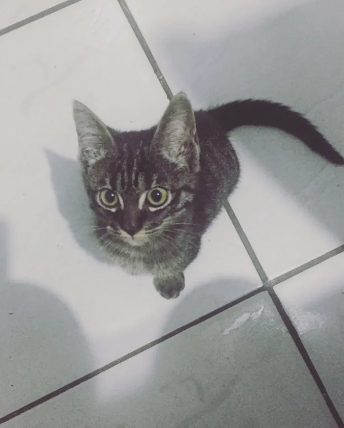 Gato ra a  idade 2 a 6 meses nome não possui nome.