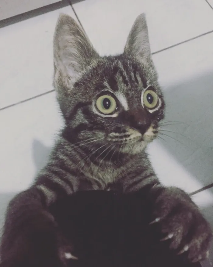 Gato ra a  idade 2 a 6 meses nome não possui nome.