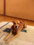 Felipe