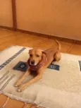 Felipe