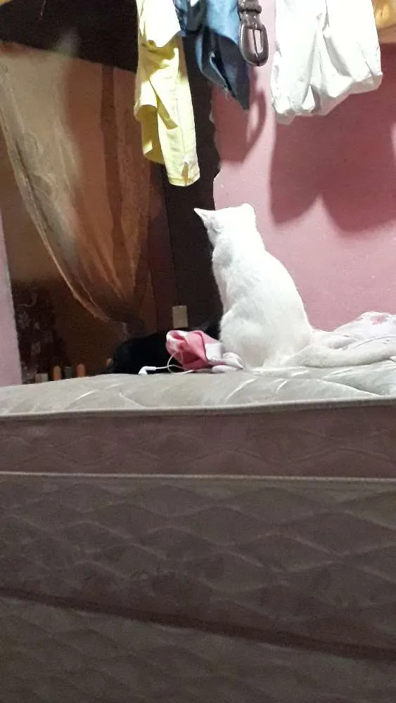 Cachorro ra a  idade 2 a 6 meses nome Marie