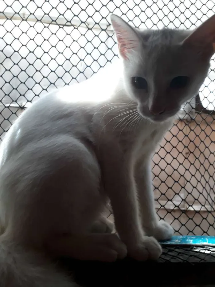 Cachorro ra a  idade 2 a 6 meses nome Marie