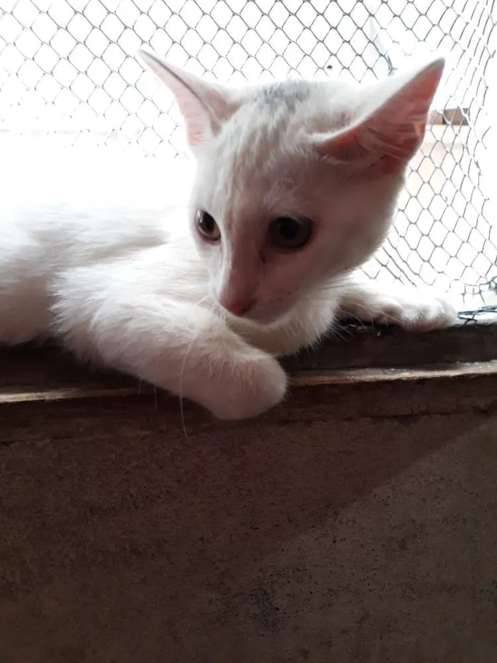 Cachorro ra a  idade 2 a 6 meses nome Marie