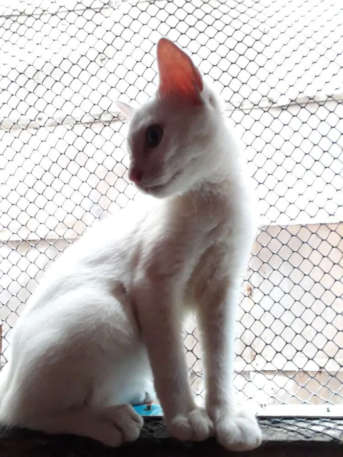 Cachorro ra a  idade 2 a 6 meses nome Marie