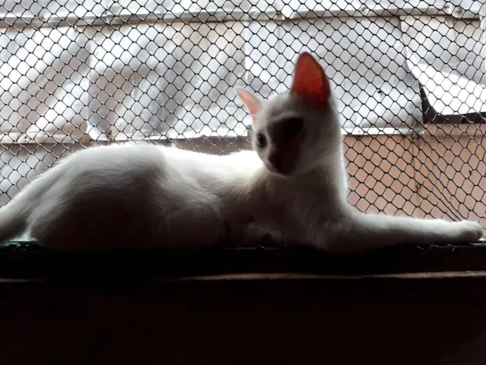 Cachorro ra a  idade 2 a 6 meses nome Marie