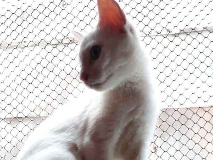 Cachorro ra a  idade 2 a 6 meses nome Marie