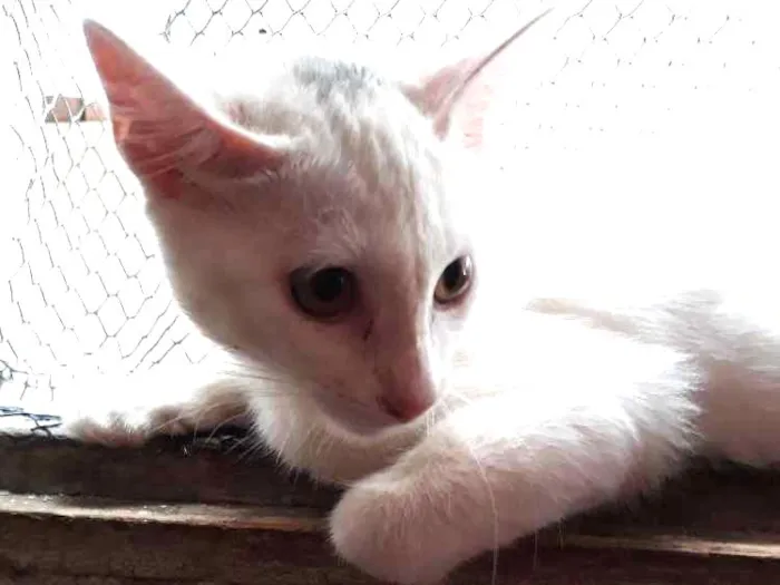 Cachorro ra a  idade 2 a 6 meses nome Marie