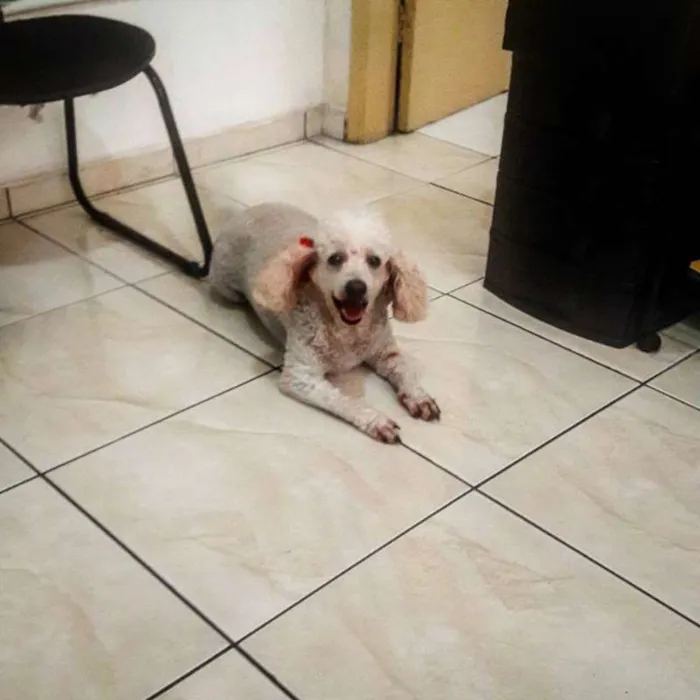 Cachorro ra a poodle idade 4 anos nome Babi