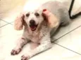 Babi