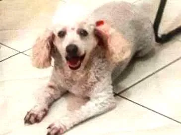 Cachorro ra a poodle idade 4 anos nome Babi