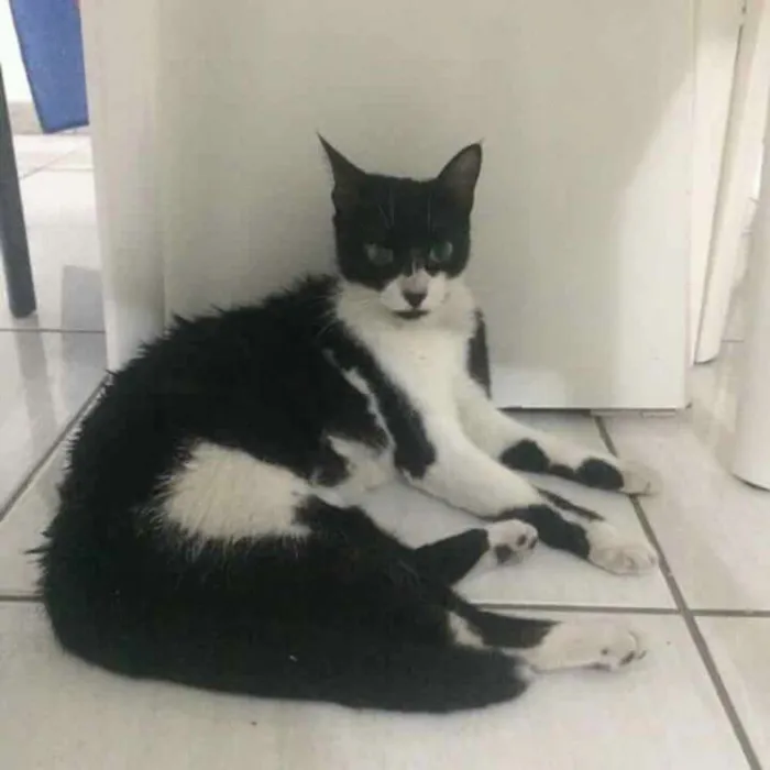 Gato raça Não sei idade 7 a 11 meses nome --