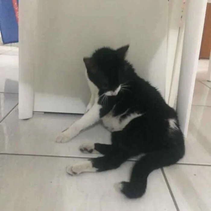 Gato raça Não sei idade 7 a 11 meses nome --