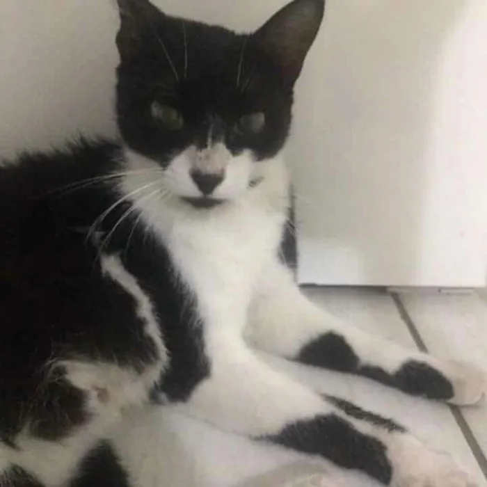 Gato raça Não sei idade 7 a 11 meses nome --