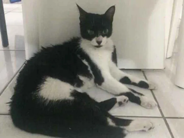 Gato raça Não sei idade 7 a 11 meses nome --