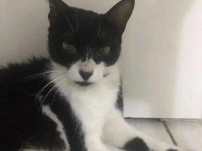 Gato raça Não sei idade 7 a 11 meses nome --