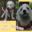 Pitico