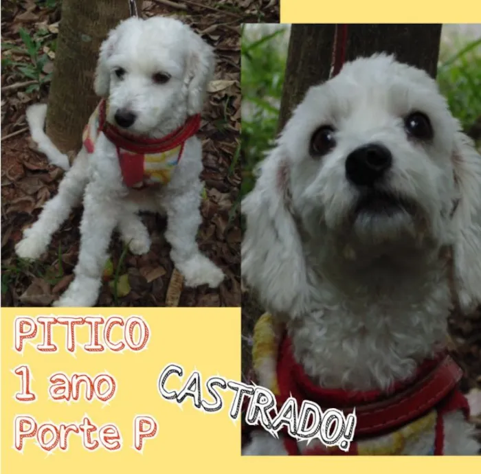Cachorro ra a Poodle idade 1 ano nome Pitico