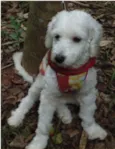 Pitico
