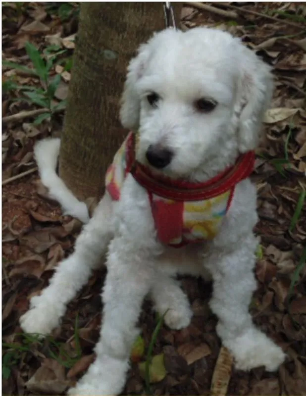 Cachorro ra a Poodle idade 1 ano nome Pitico