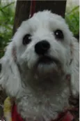 Pitico