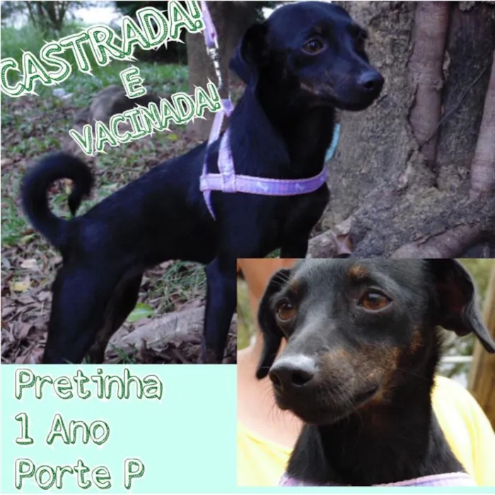 Cachorro ra a srd idade 1 ano nome Pretinha