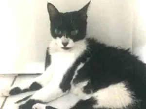 Gato raça Não sei idade 7 a 11 meses nome --
