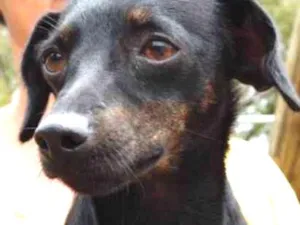 Cachorro raça srd idade 1 ano nome Pretinha