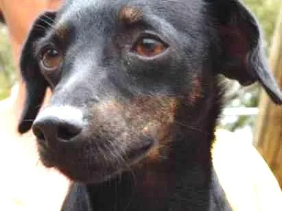 Cachorro ra a srd idade 1 ano nome Pretinha
