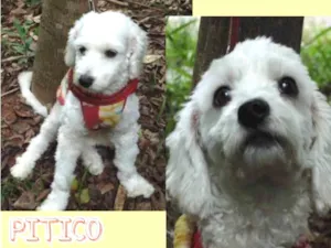 Cachorro raça Poodle idade 1 ano nome Pitico
