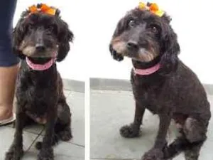 Cachorro raça SRD idade 3 anos nome Belinha