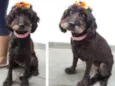 Belinha