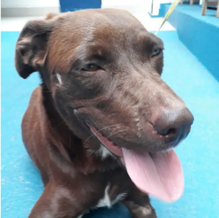 Cachorro ra a SRD idade 1 ano nome Cacau